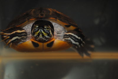 Close-up of an animal