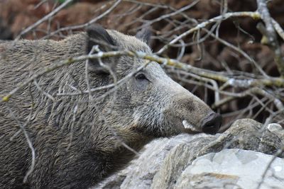 Close-up of a wild boar