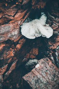 High angle view of mushroom growing on wood