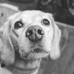 Close-up portrait of dog