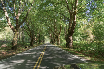 Driving a tree lined country road in summer, point of view from driver with shade canopy leaves.
