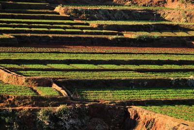 High angle view of agricultural field