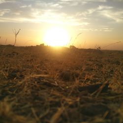 Sun shining over field