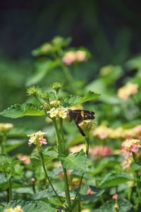 Butterfly on lantana camara