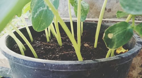 Close-up of potted plant