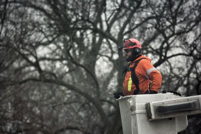 Man on snow covered tree