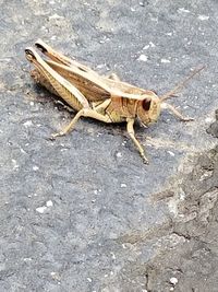 High angle view of insect on road