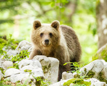 Close-up of bear