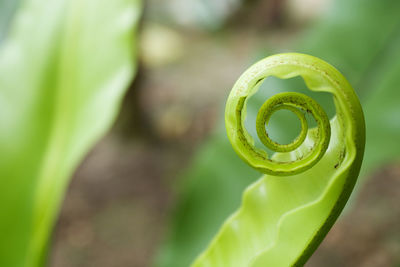 Close-up of spiral leaf