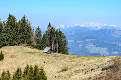 Pine trees on field by mountains against sky