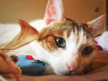 Close-up of cat relaxing on bed