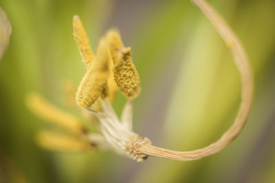 Close-up of flower against blurred background