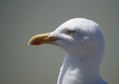 Close-up of seagull