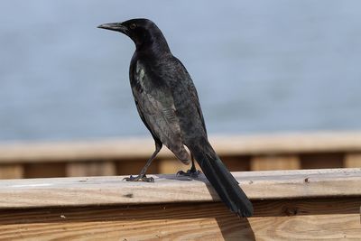 Close-up of bird perching on wood