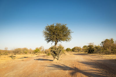 Tree on field against clear sky