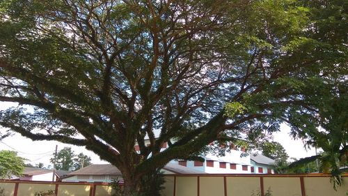 Low angle view of tree by building against sky