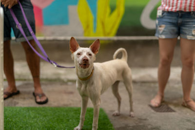 Low section of people standing with dog