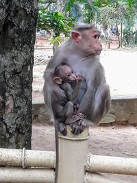 Monkeys sitting on stone wall