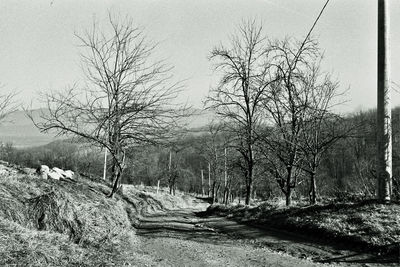 Bare trees in winter against sky