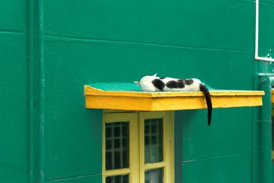 Pigeons perching on green door