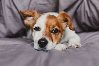 Portrait of dog lying down on bed