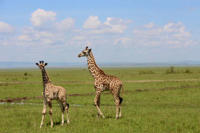 Giraffes on field against sky