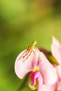 Close-up of insect on flower