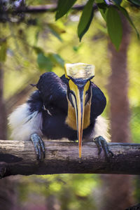 Two birds perching on a branch