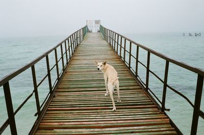 View of pier over sea against sky with a dog