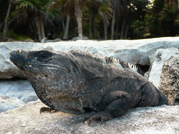 Close-up of crocodile