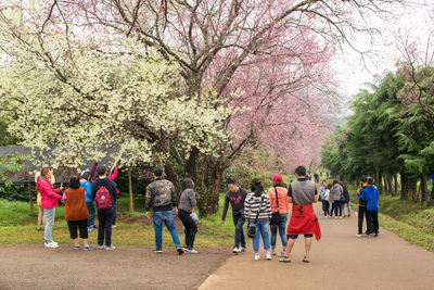 Rear view of people walking on cherry blossom