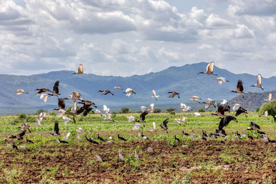 Flock of birds on land against sky