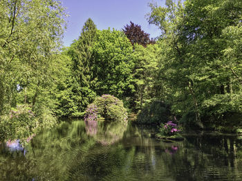 Plants growing by lake in forest against sky