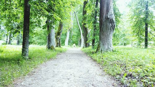 Walkway amidst trees in park