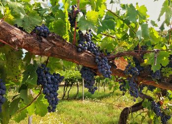 Grapes hanging from tree in vineyard