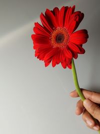 Close-up of hand holding red flower