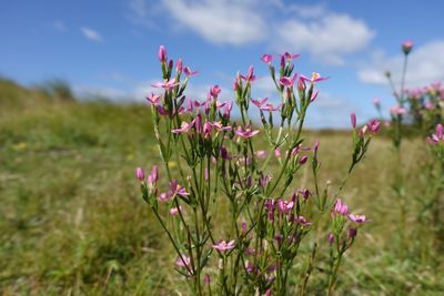 Close-up of pink flowering plants on field