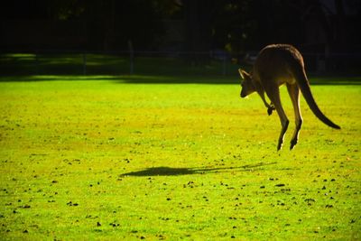 Kangaroo hopping on grassy field