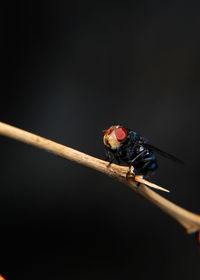 Close-up of insect on twig against black background
