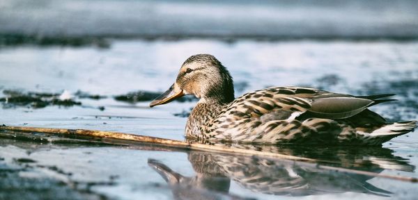 Close-up of duck swimming on lake