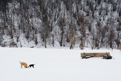 Side view of dogs by cart on snow covered field