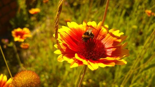 Close-up of honey bee on yellow flower