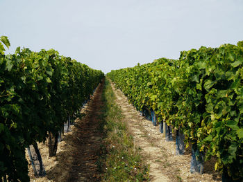 Scenic view of vineyard against clear sky