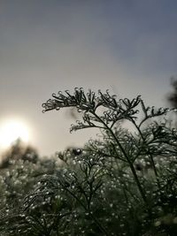 Close-up of plant against sky