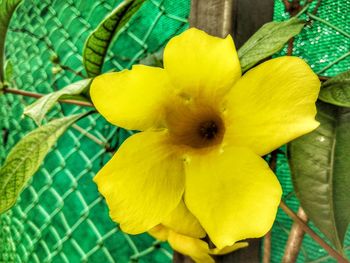 Close-up of yellow flower blooming outdoors
