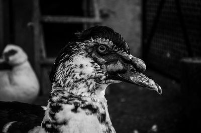 Close-up of muscovy duck