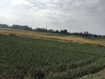 Scenic view of field against sky