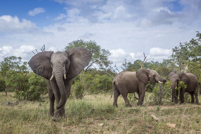 View of elephant on field against sky