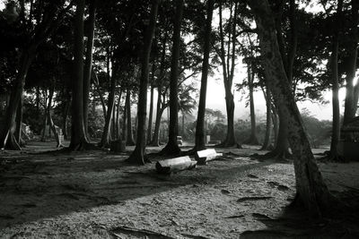 Trees in forest