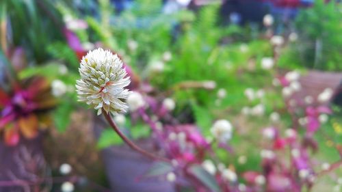 Close-up of fresh flower blooming in spring